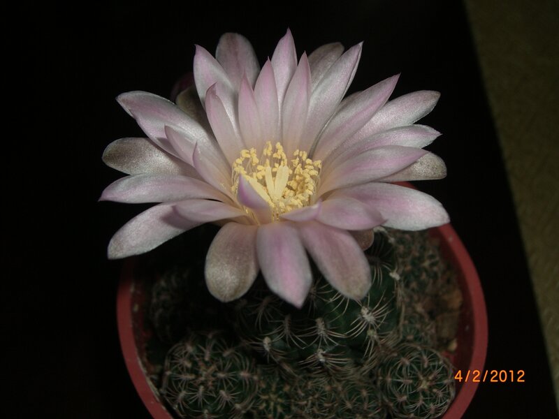 Blooming Cactus Flower — Pink, Dramatic