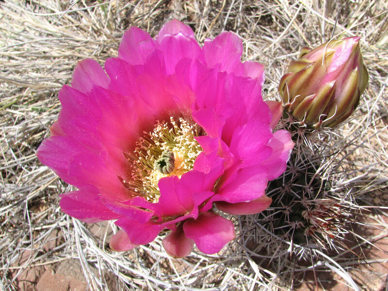 Blooming Cactus Flower — Pink