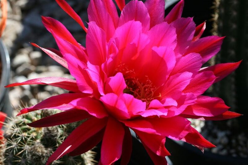 Blooming Cactus Flower — Pink, Vibrant, Afternoon