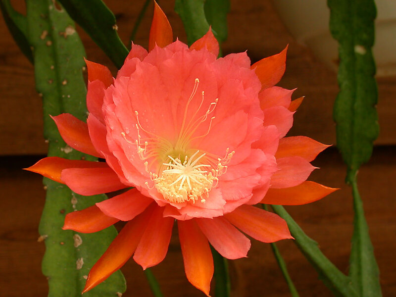 Blooming Cactus Flower — Pink, Vibrant