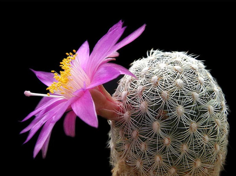Blooming Cactus Flower — Purple