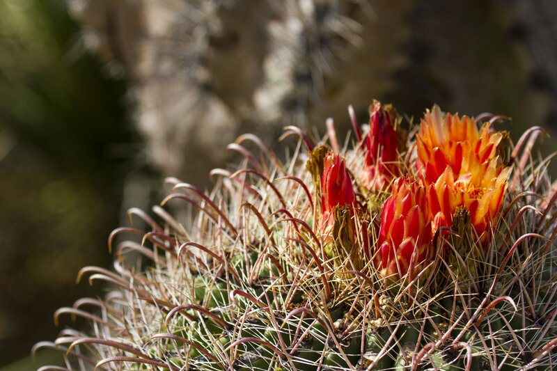 Blooming Cactus Flower — Red, Natural