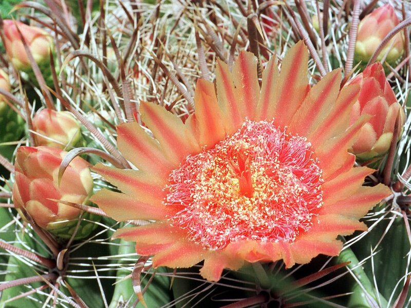 Blooming Cactus Flower — Red