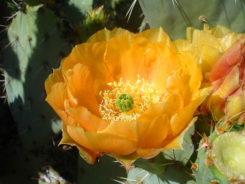 Blooming Cactus Flower — Yellow, Natural