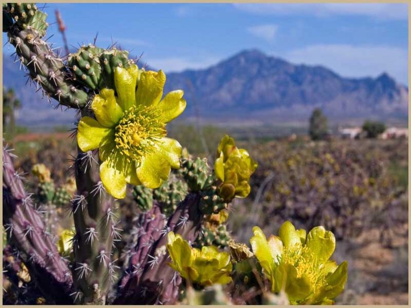 Blooming Cactus Flower — Yellow, Serene