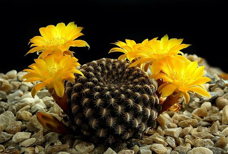 Blooming Cactus Flower — Yellow