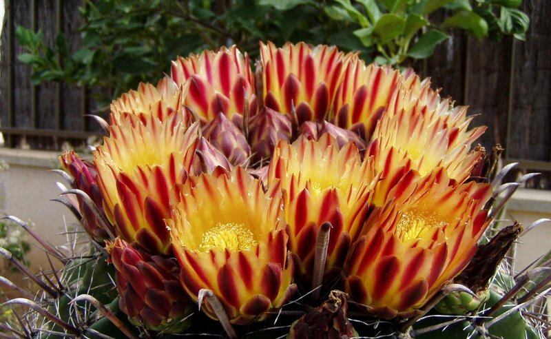 Blooming Cactus Flower — Yellow, Vibrant