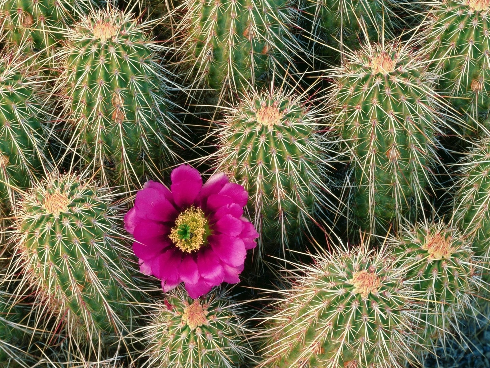 blooming cactus flower