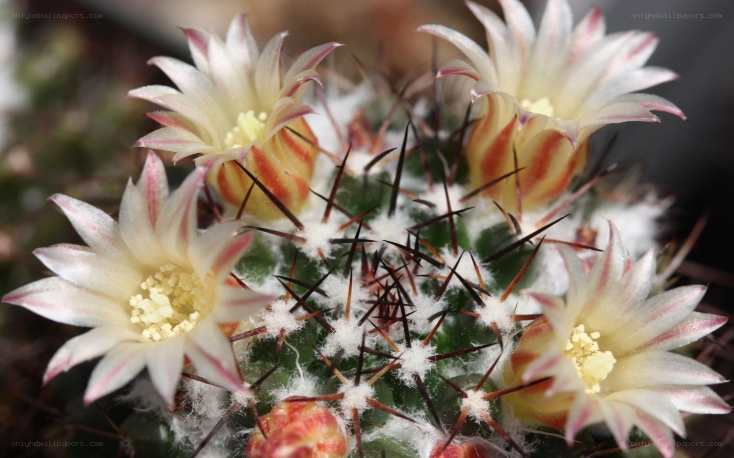 blooming cactus flowers