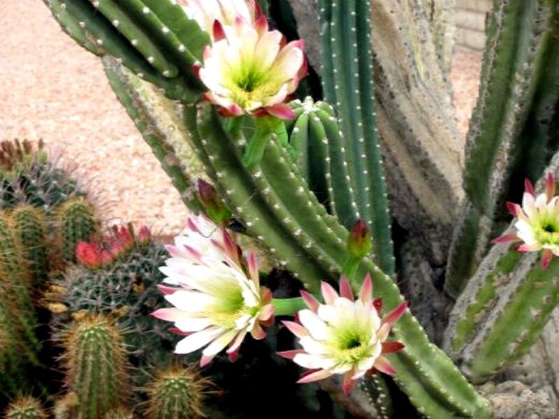 blooming cactus flowers