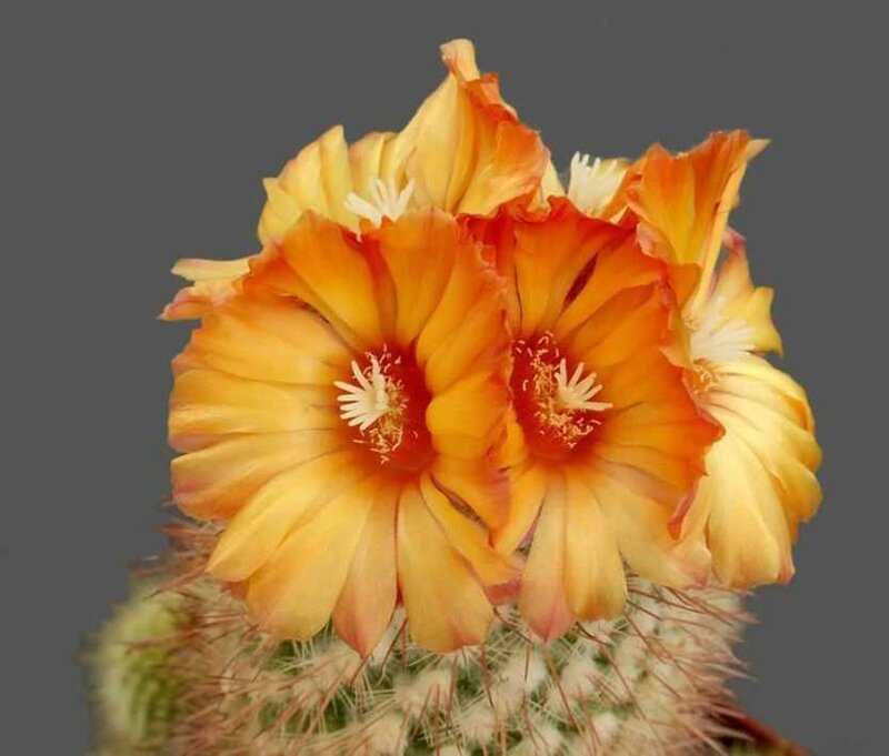 blooming cactus flowers
