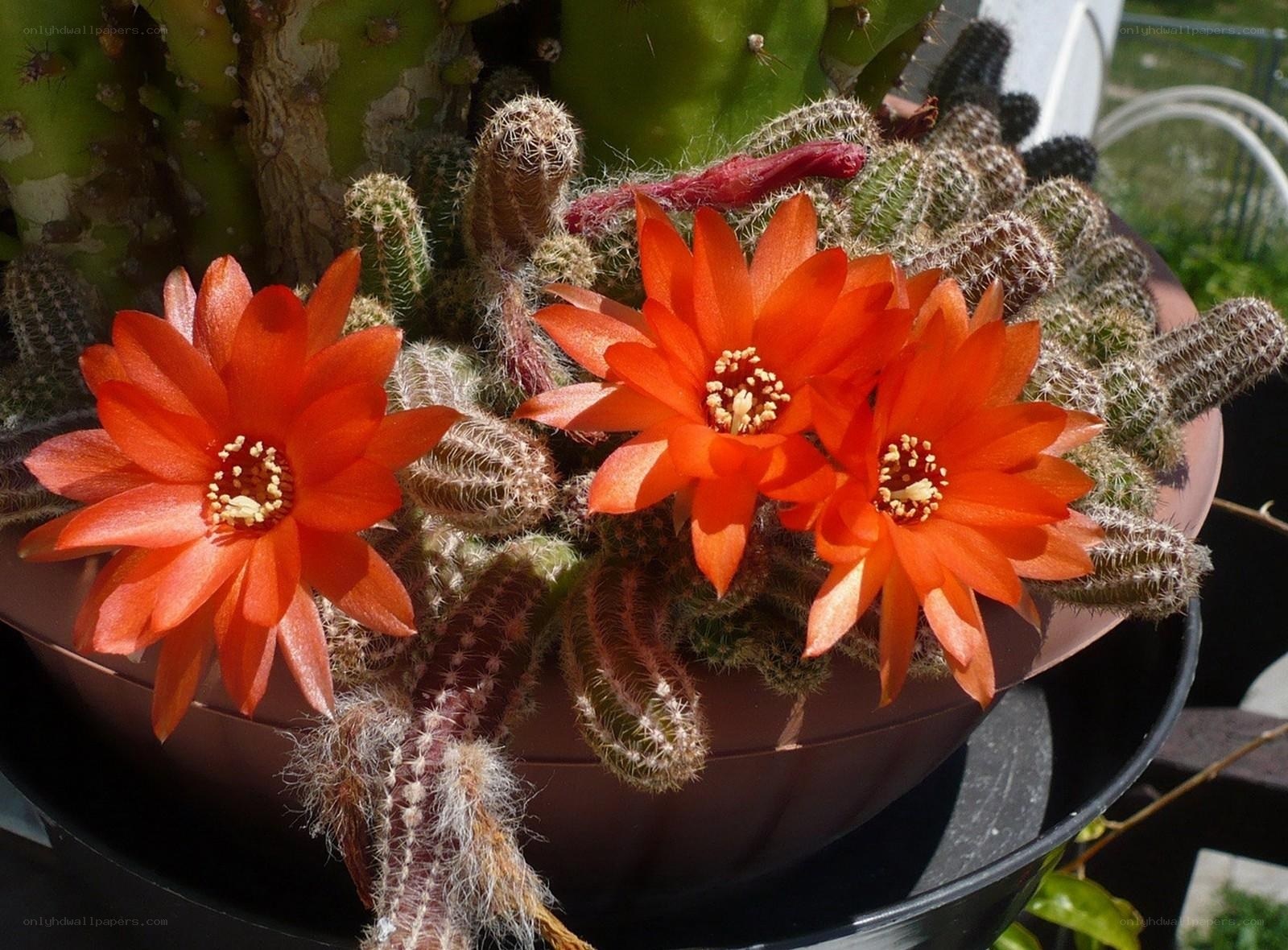 blooming cactus flowers
