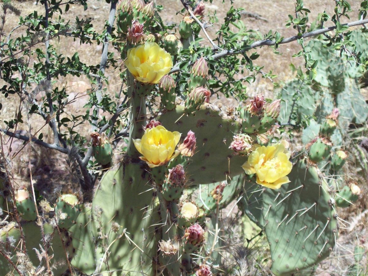 blooming cactus flowers