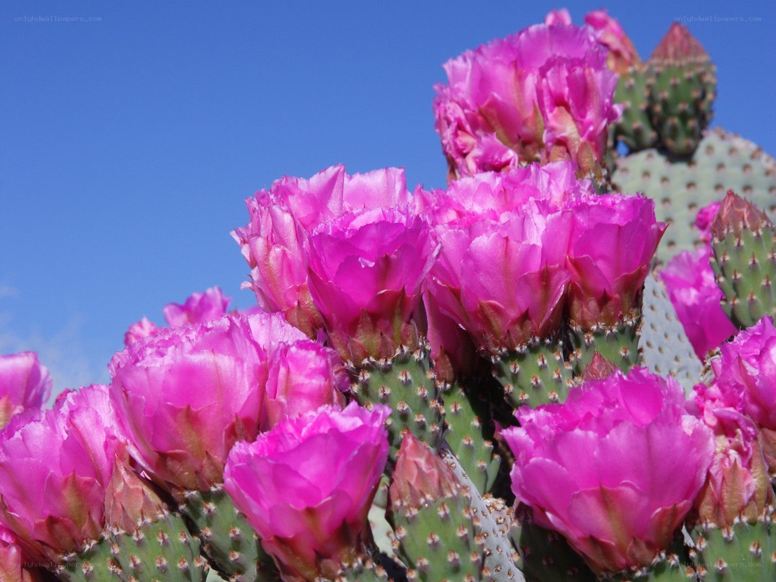 blooming cactus flowers