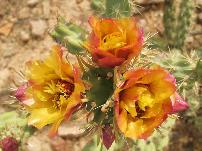blooming cactus flowers