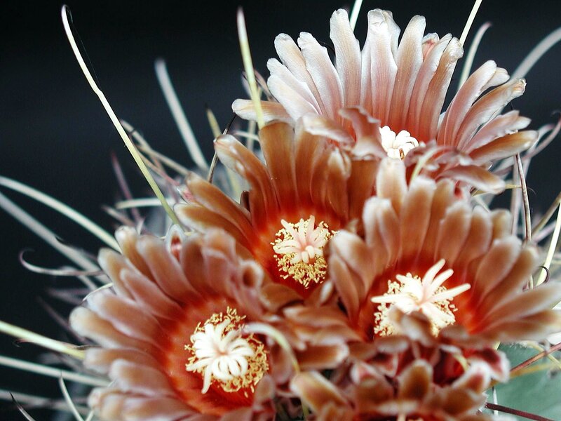 Blooming Cactus Flowers — Brown