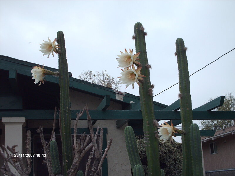 Blooming Cactus Flowers — Green, Calm