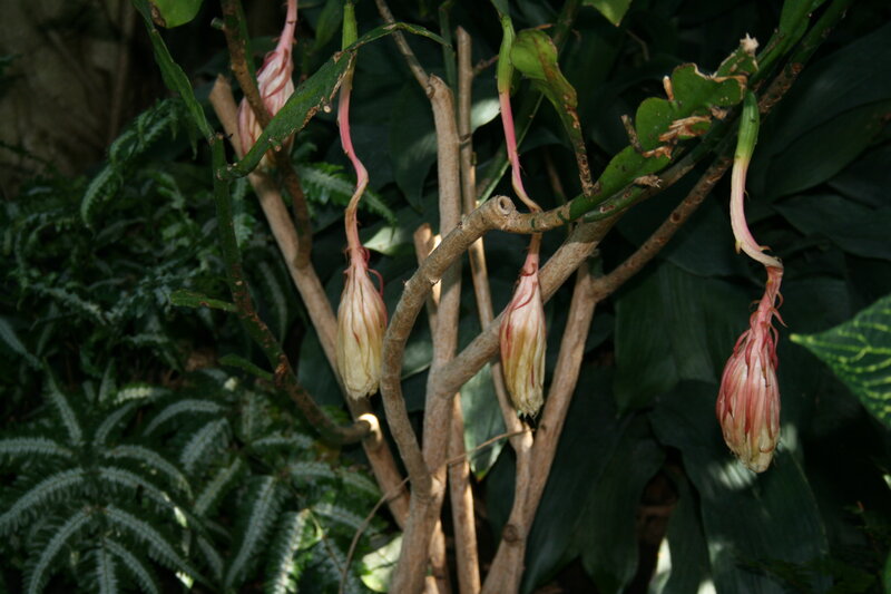 Blooming Cactus Flowers — Green, Natural, Photograph