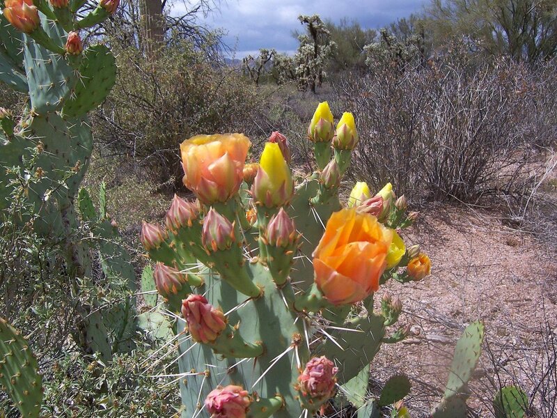 Blooming Cactus Flowers — Green, Natural
