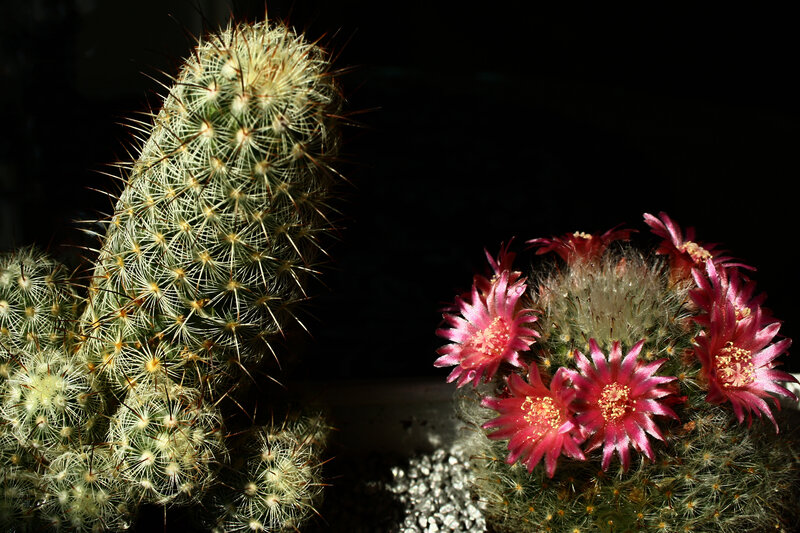 Blooming Cactus Flowers — Green