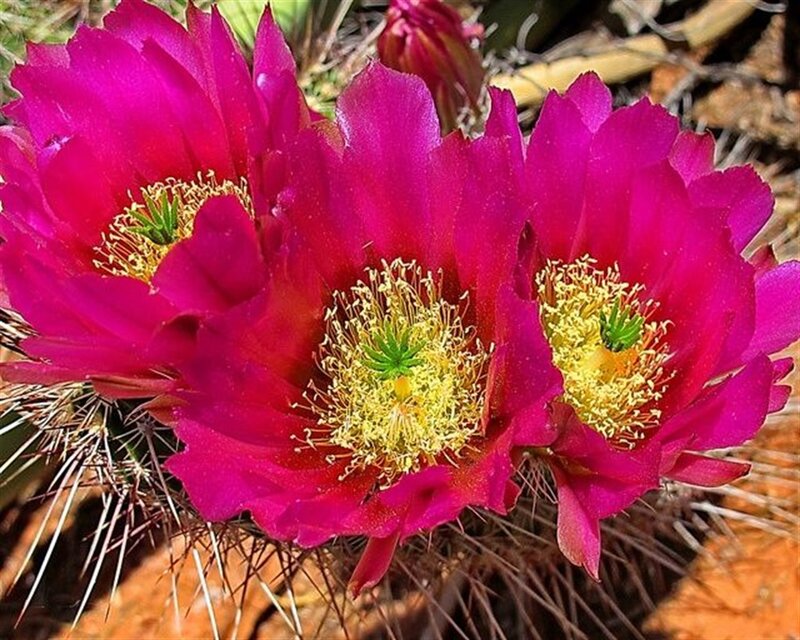 Blooming Cactus Flowers — Magenta