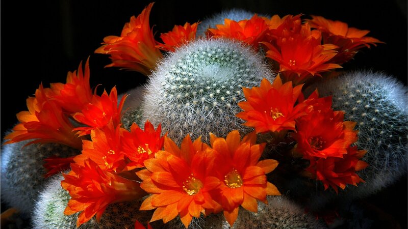 Blooming Cactus Flowers — Orange, Dramatic, Photograph