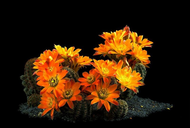 Blooming Cactus Flowers — Orange, Dramatic