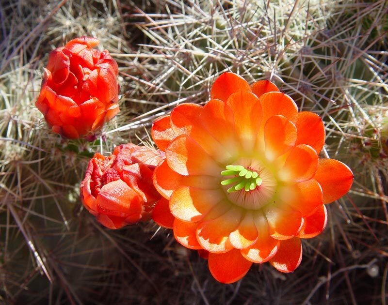 Blooming Cactus Flowers — Orange