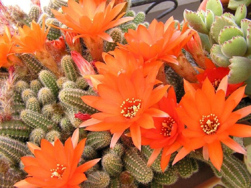 Blooming Cactus Flowers — Orange, Vibrant, Afternoon