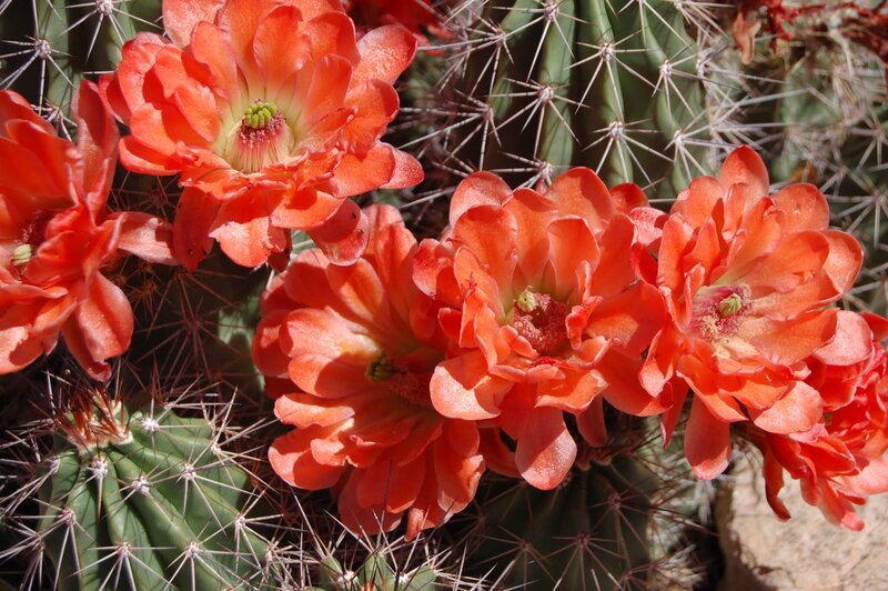 Blooming Cactus Flowers — Orange, Vibrant