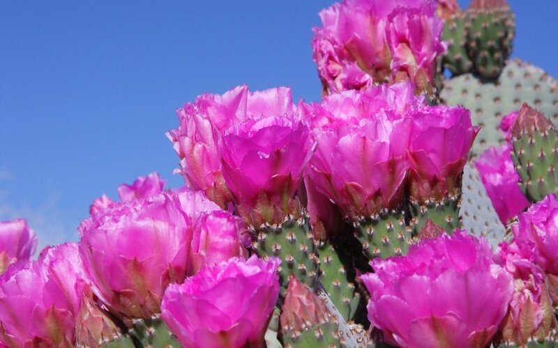 Blooming Cactus Flowers — Photograph