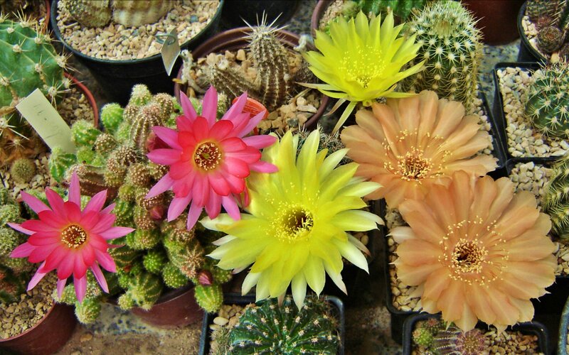 Blooming Cactus Flowers — Pink, Calm, Photograph