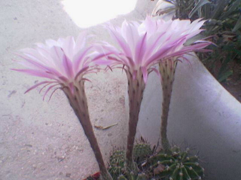 Blooming Cactus Flowers — Pink, Calm