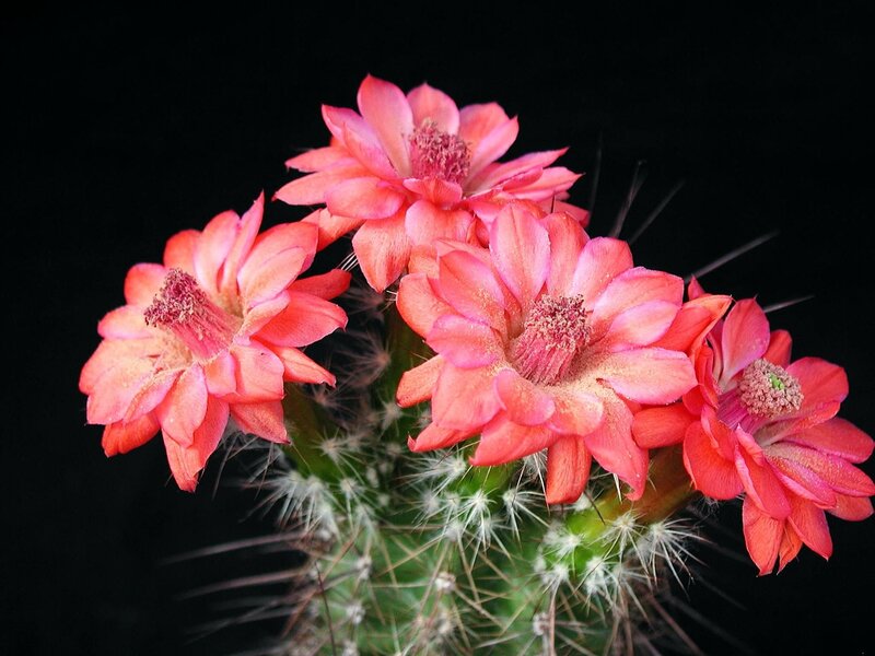 Blooming Cactus Flowers — Pink, Dramatic, Photograph, Spines