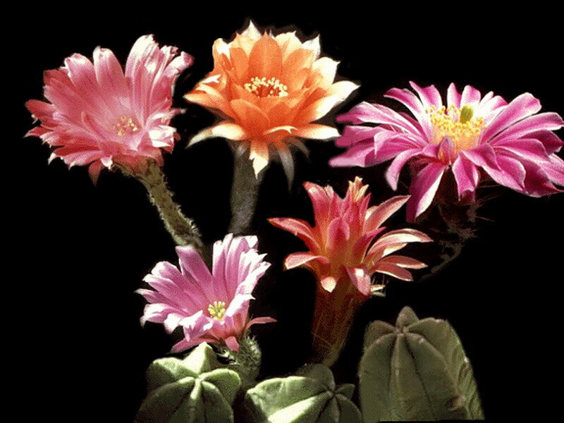 Blooming Cactus Flowers — Pink, Dramatic