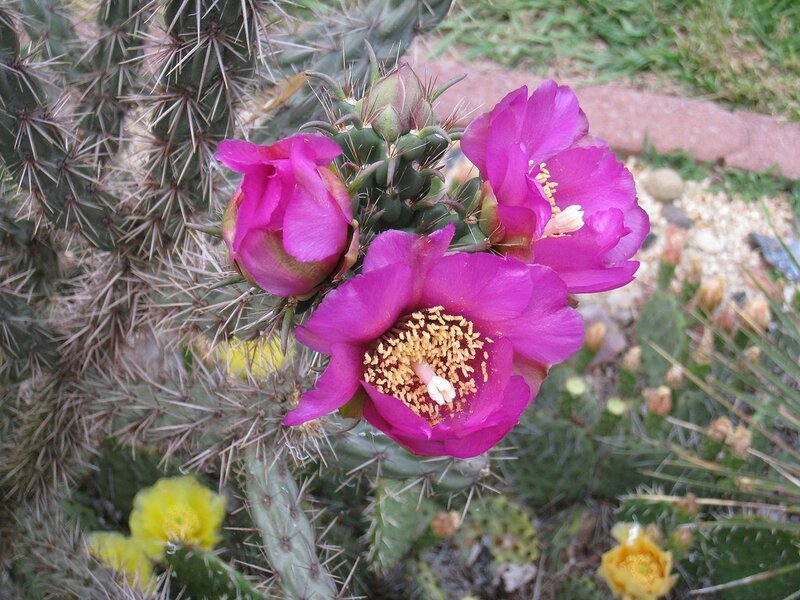 Blooming Cactus Flowers — Pink, Natural, Afternoon, Photograph, Spines