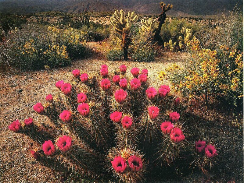 Blooming Cactus Flowers — Pink, Natural, Afternoon, Photograph