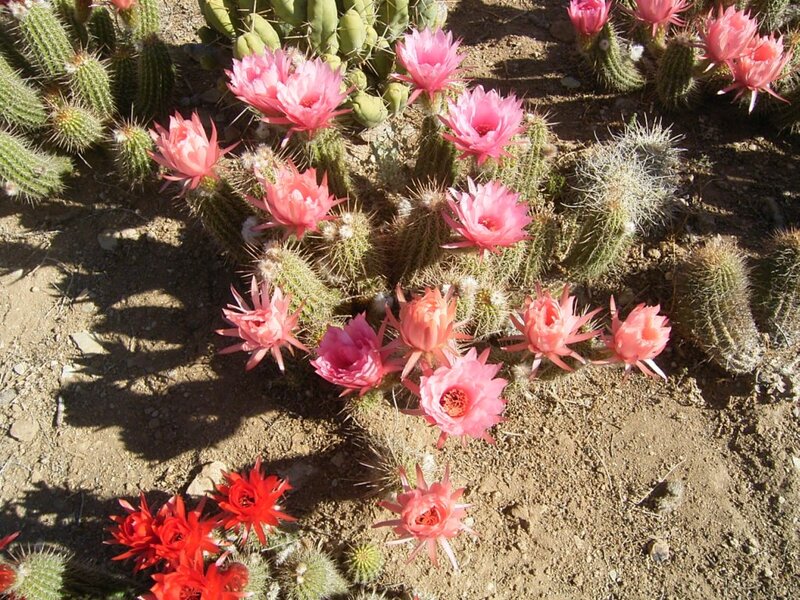 Blooming Cactus Flowers — Pink, Natural, Afternoon