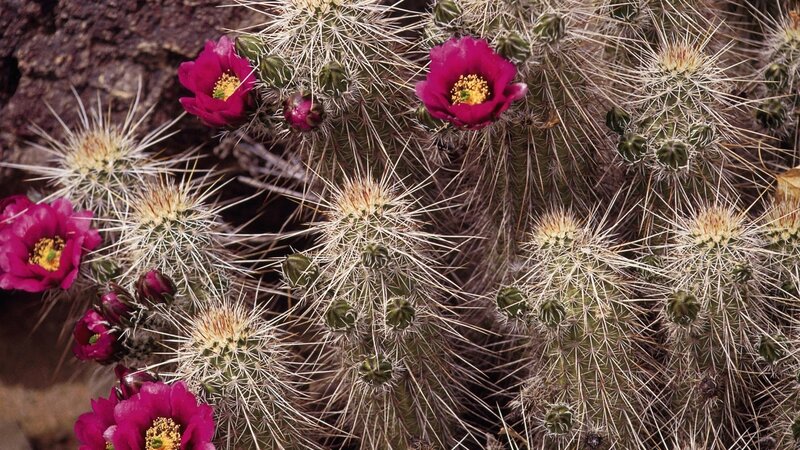 Blooming Cactus Flowers — Pink, Natural, Photograph
