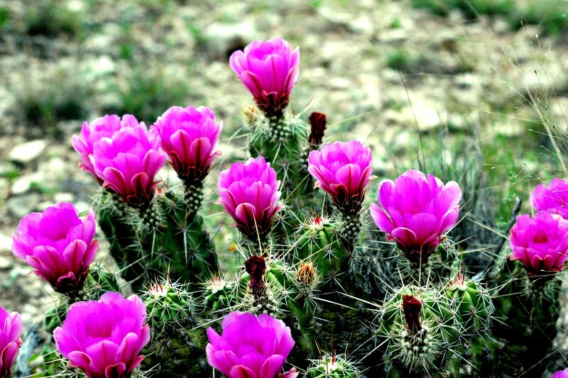 Blooming Cactus Flowers — Pink, Natural, Spring