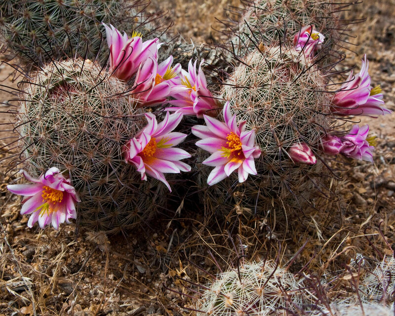 Blooming Cactus Flowers — Pink, Natural