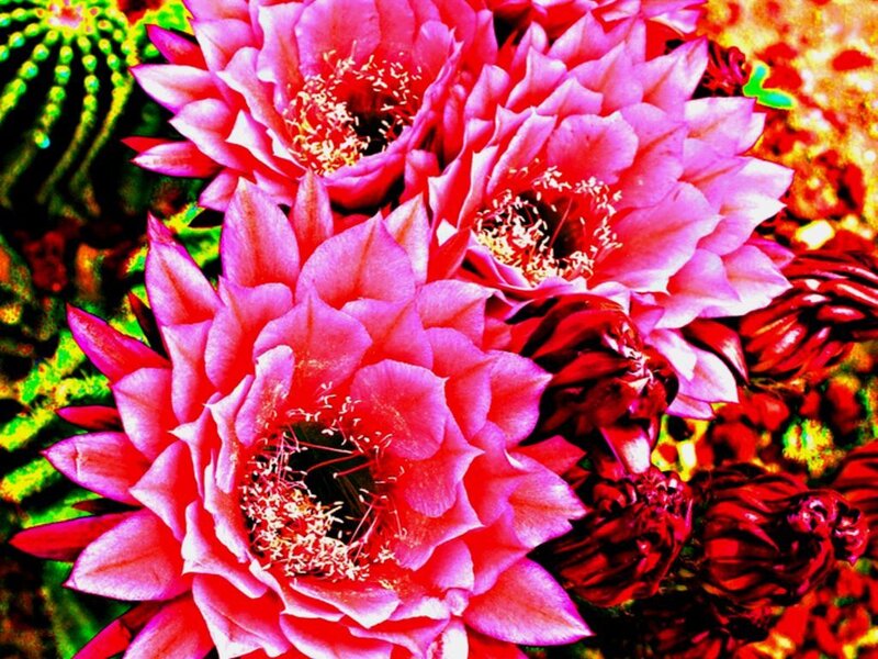 Blooming Cactus Flowers — Pink