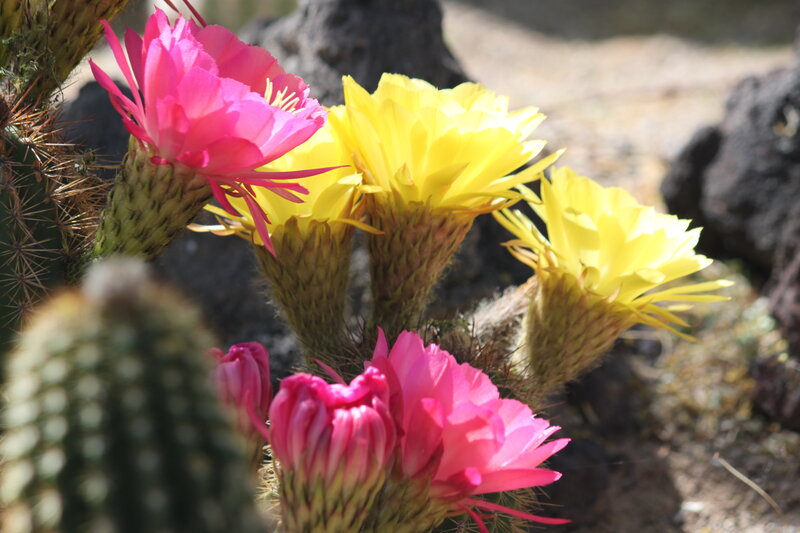 Blooming Cactus Flowers — Pink, Vibrant, Afternoon