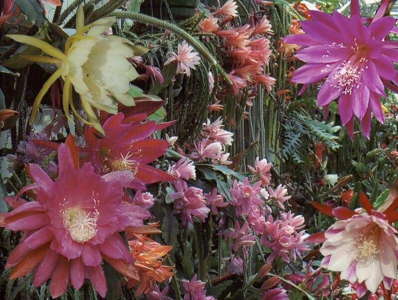 Blooming Cactus Flowers — Pink, Vibrant, Photograph