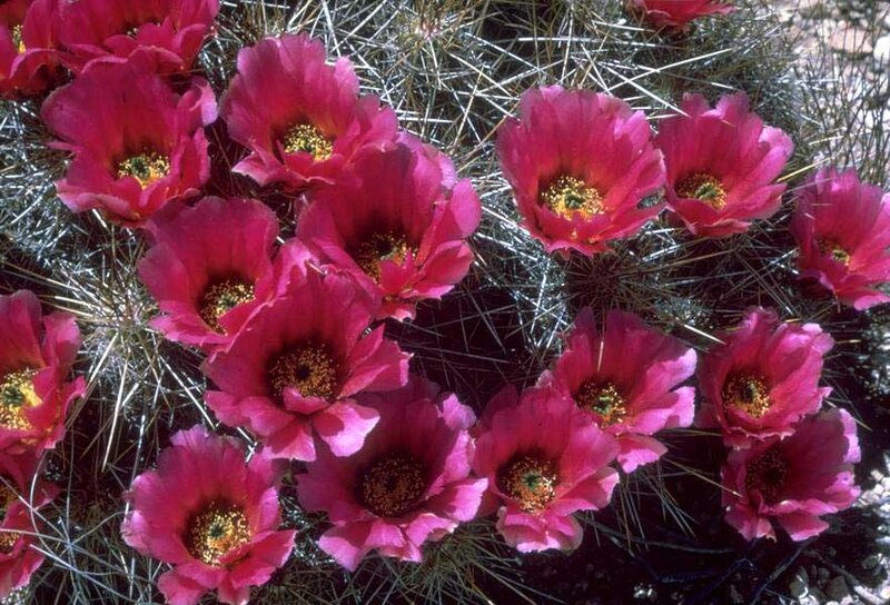 Blooming Cactus Flowers — Pink, Vibrant