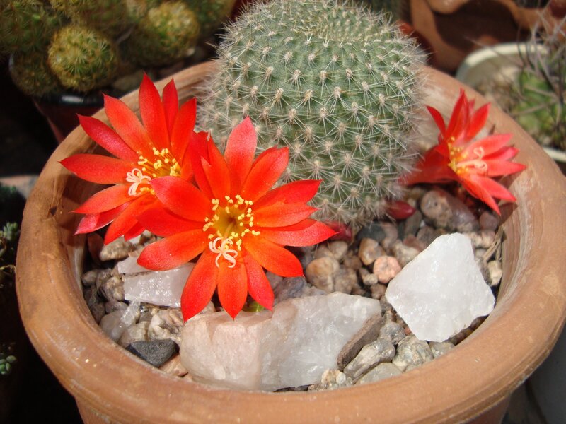 Blooming Cactus Flowers — Red, Calm