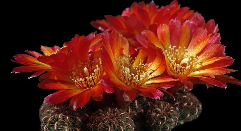 Blooming Cactus Flowers — Red, Dramatic
