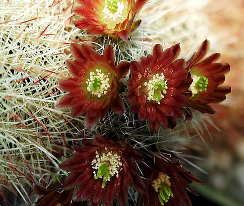 Blooming Cactus Flowers — Red, Natural