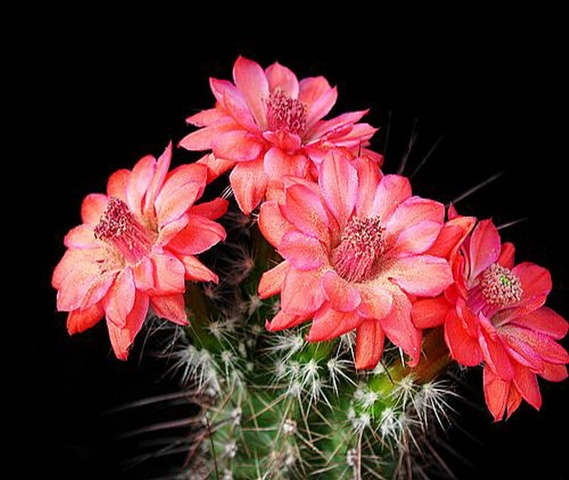 Blooming Cactus Flowers — Red