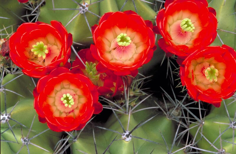 Blooming Cactus Flowers — Red, Vibrant, Afternoon, Photograph, Spines
